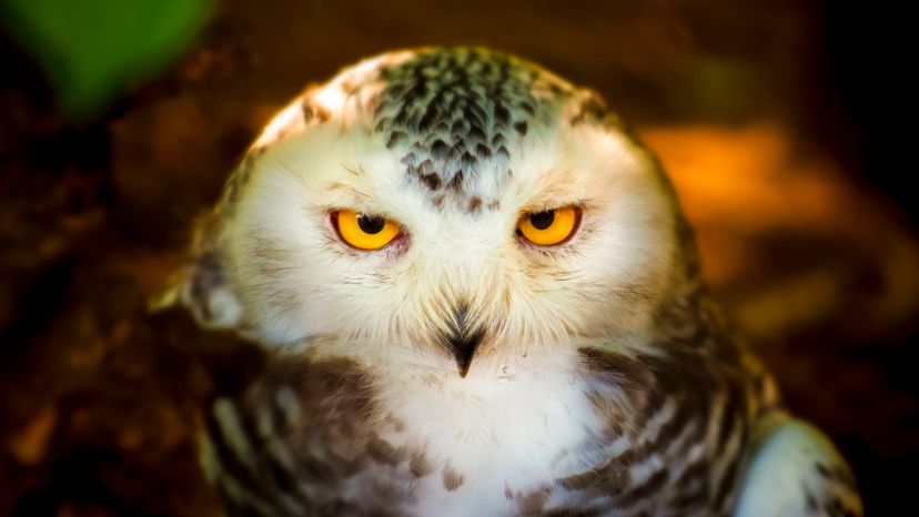Which Nocturnal Creature Are You?