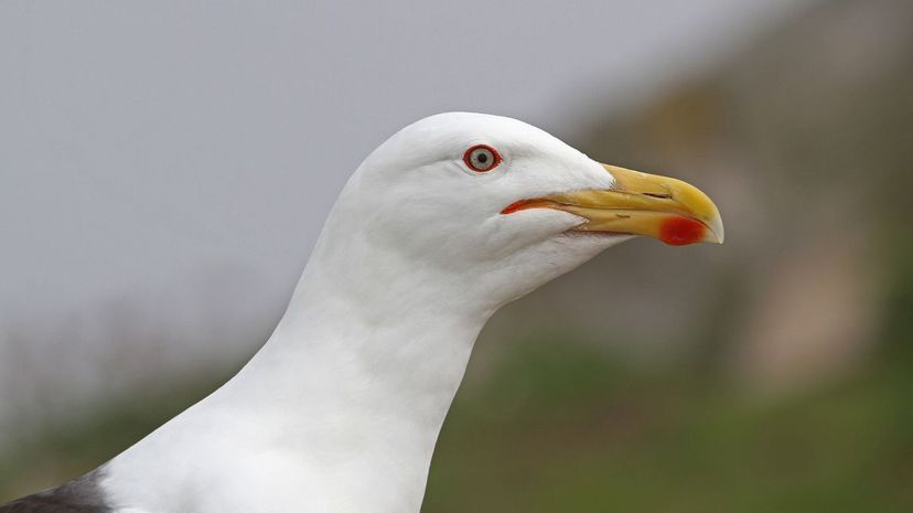 A great black-backed gull