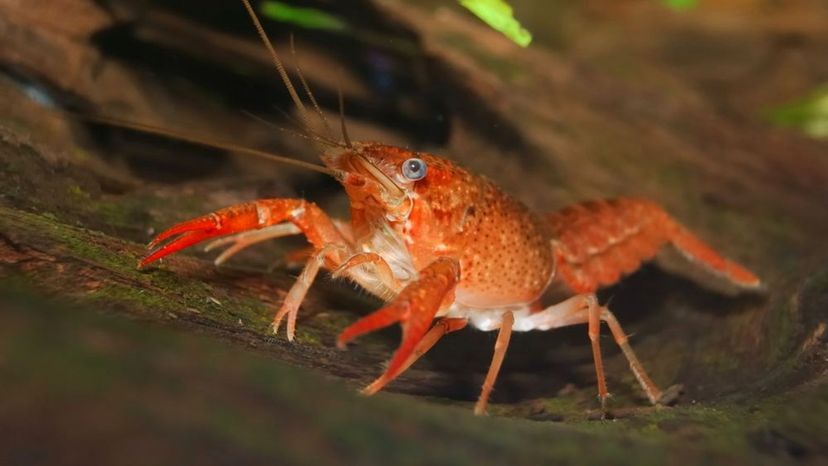 Swamp crayfish