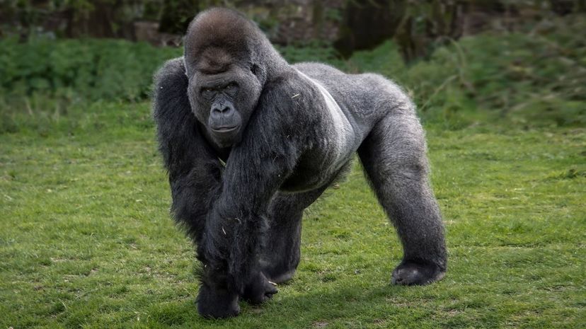 Gorilla