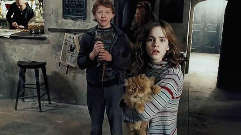 26_Hermione-Holding-Cat