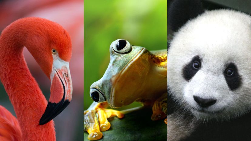 Take This Word Association Quiz And We'll Guess Your Totem Animal