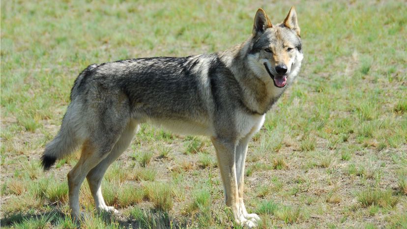 Czechoslovakian Wolfdog