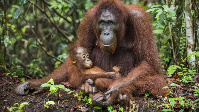 Bornean Orangutan