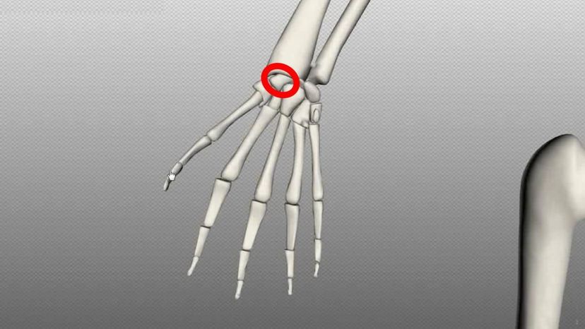 scaphoid bone