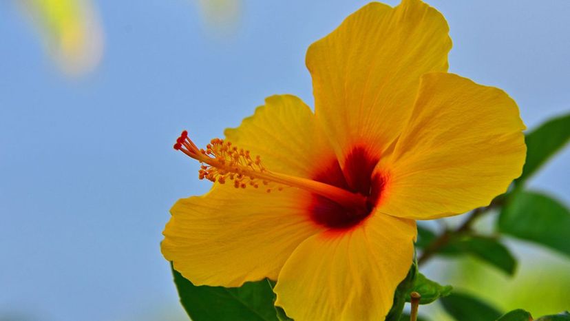 Hawaiian hibiscus