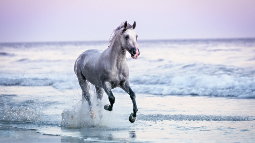 Can We Guess Which Horse Is Your Spirit Animal?