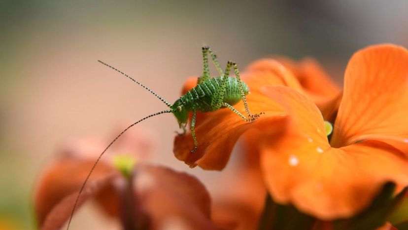 Cricket