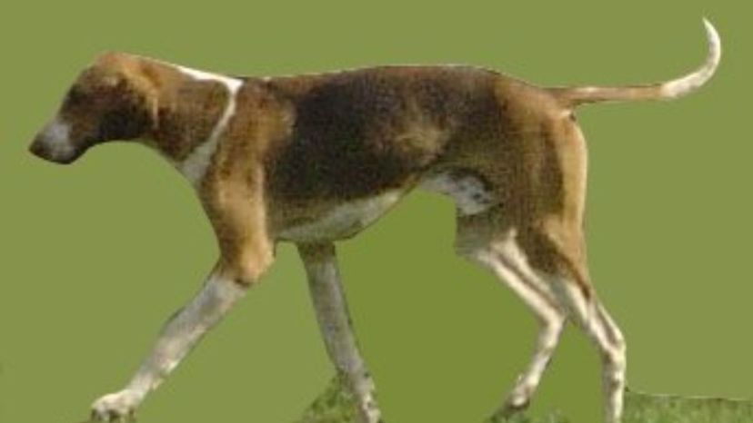 English Foxhound