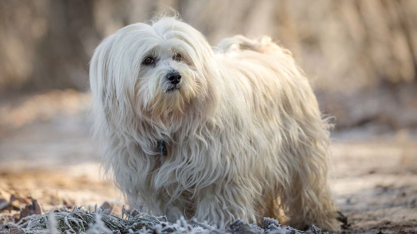 23 Havanese