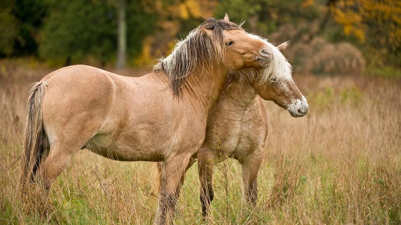 Fjord Horse