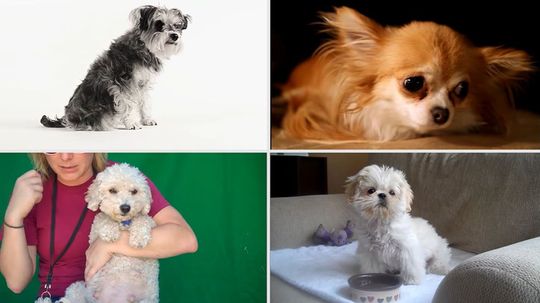 Can You Identify These Dog Breeds From A Bunch Of Cute Pictures?