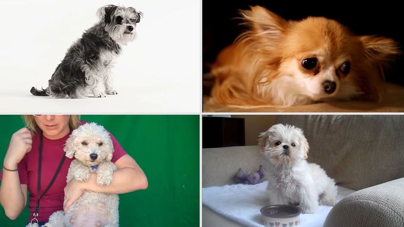 Can You Identify These Dog Breeds From A Bunch Of Cute Pictures?