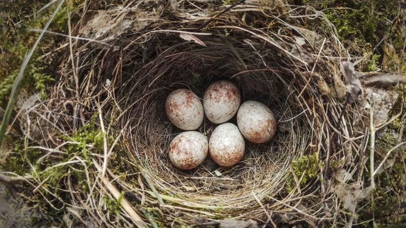 15 Ground eggs nest
