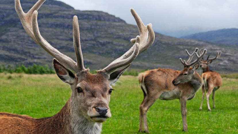Scottish Red Deer