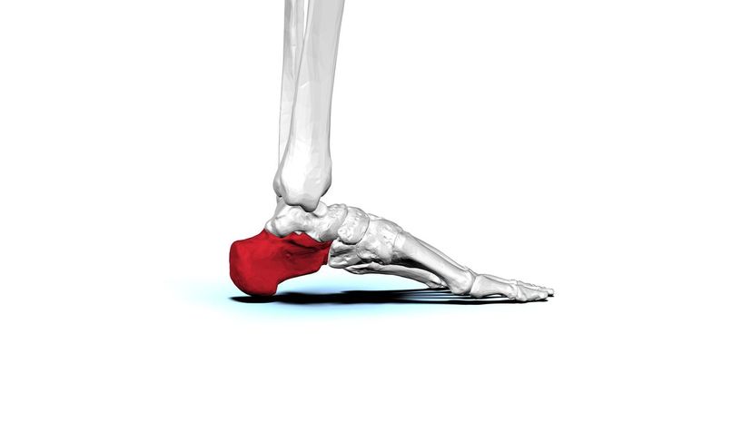 Calcaneus