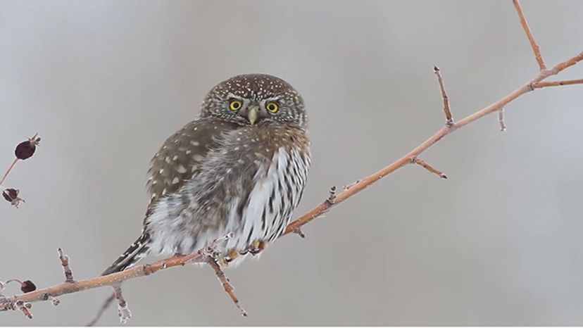 Northern Pygmy Owl