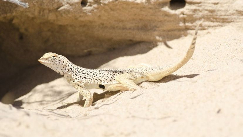 Fringe-toad lizard