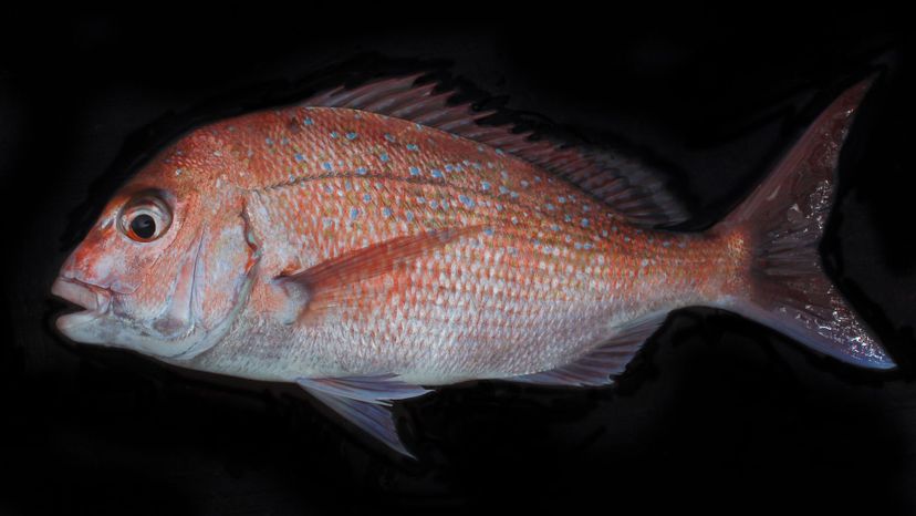 pink snapper