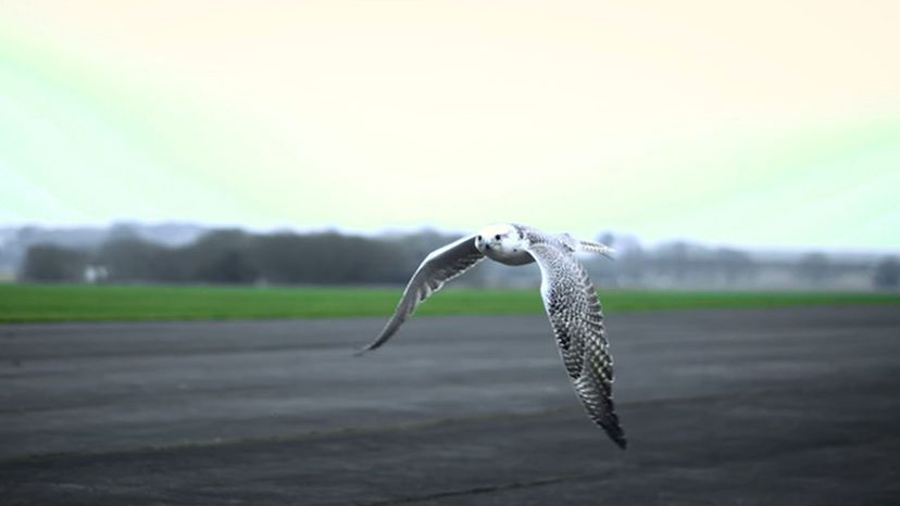 Gyrfalcon