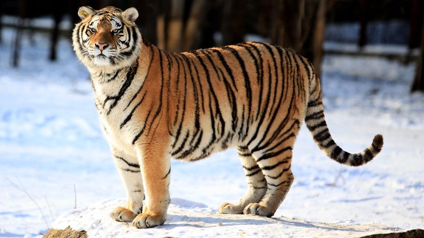 Siberian Tiger