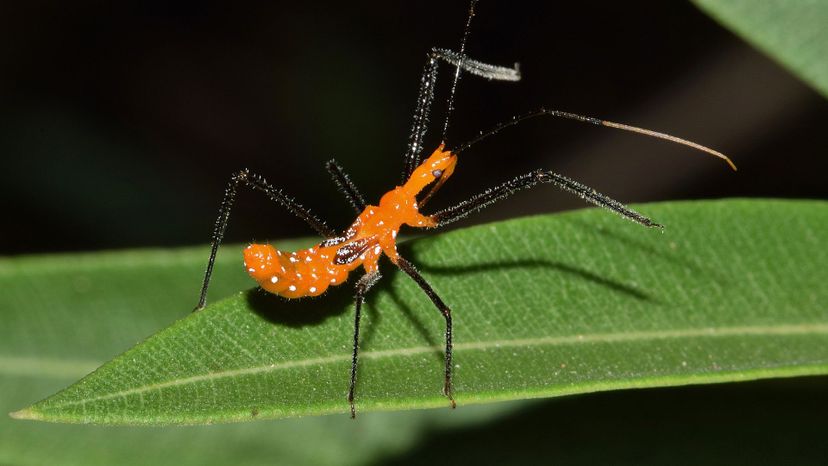 Assassin Bug