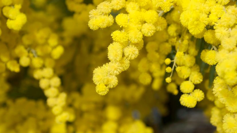 37 Mimosa GettyImages-167146133
