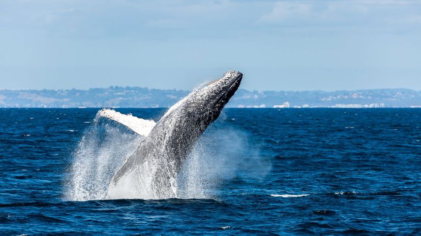 24-Whales＂border=
