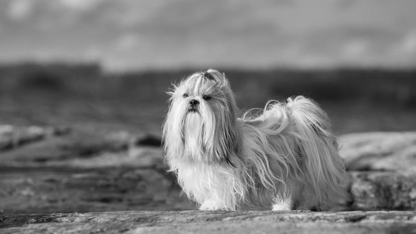 Shih Tzu