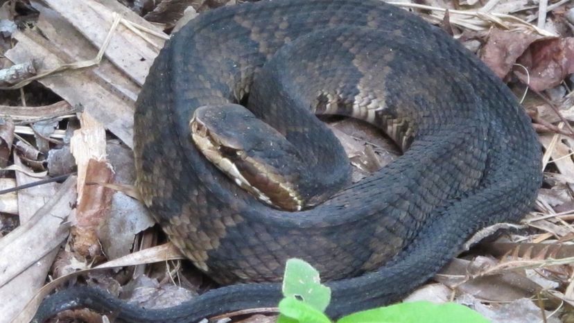 Cottonmouth Snake