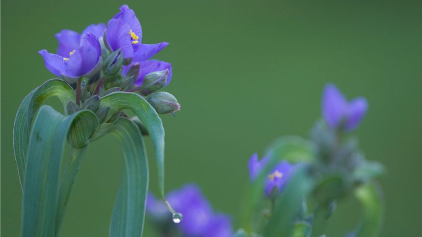 Spiderwort