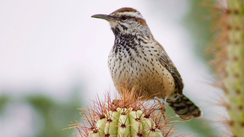 26 cactus wren