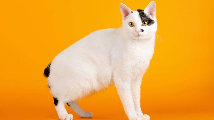 Japanese Bobtail