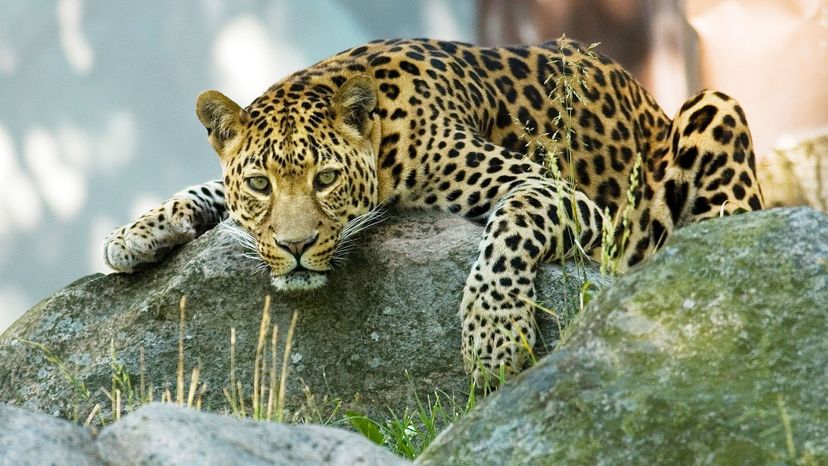 Amur leopard