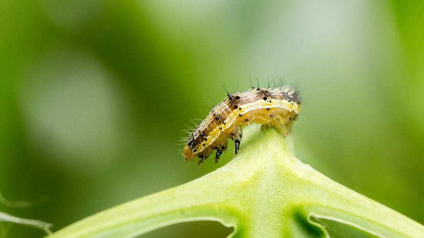 bollworm