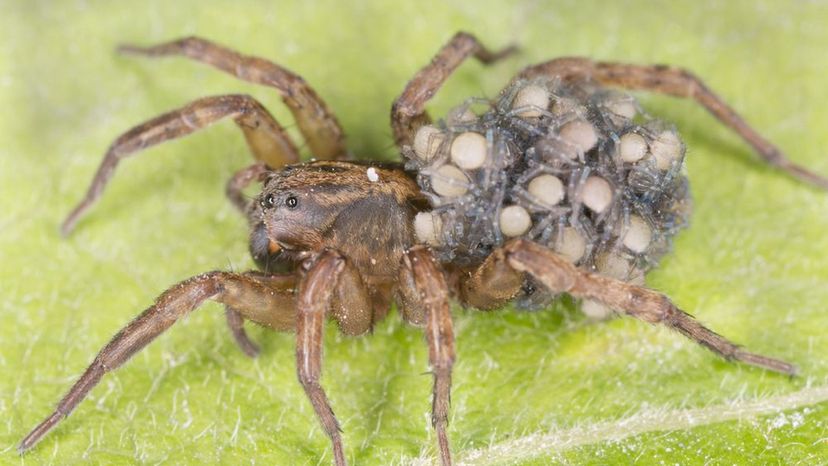 Wolf Spider