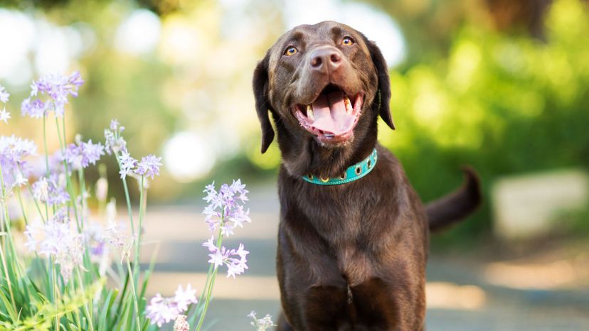 Which Dog Breed Is Your Kindred Spirit?