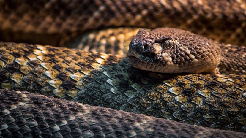 39 Pit viper rattlesnake
