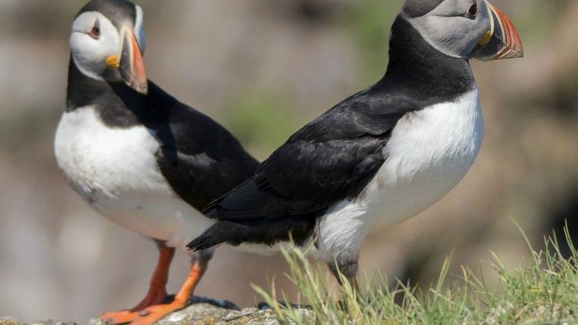 Atlantic Puffins