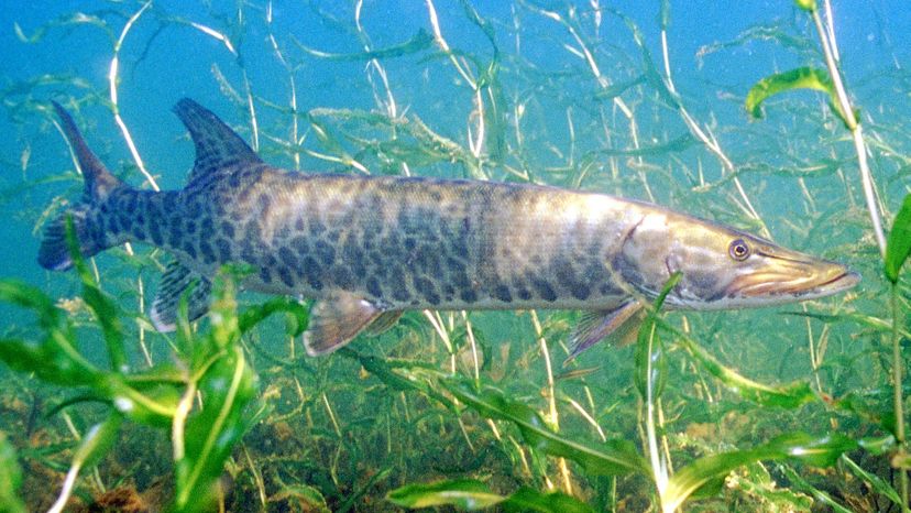 Muskellunge