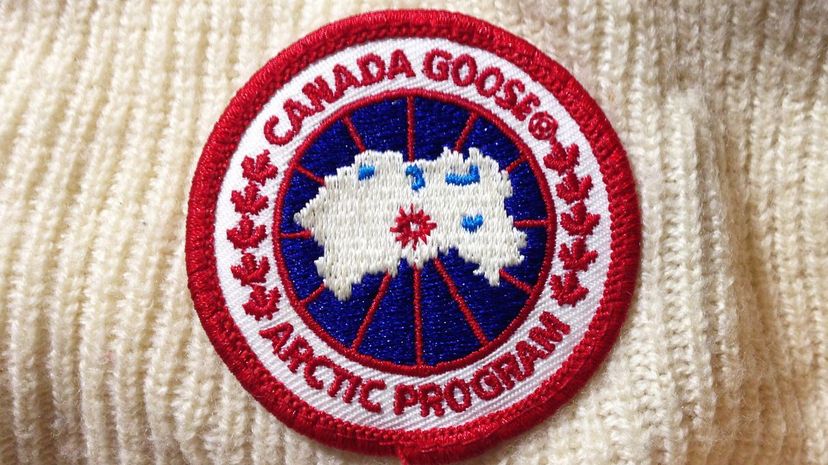 Q8 - canada goose