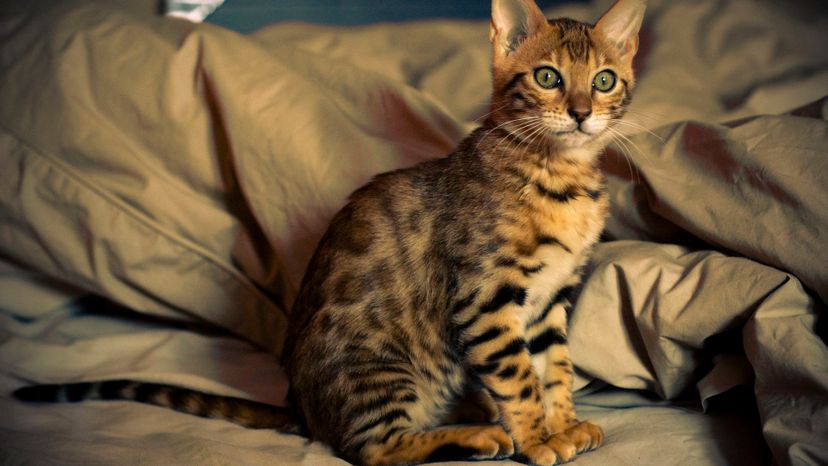 Bengal