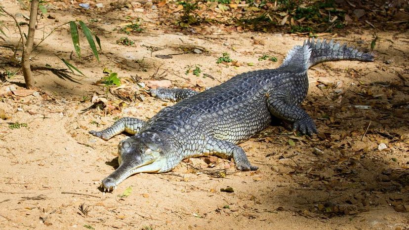 gharial