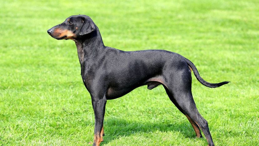 Manchester terrier