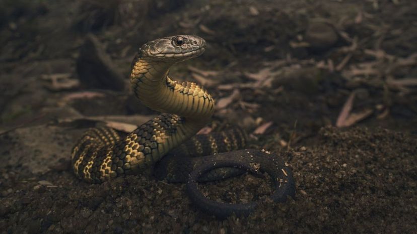 Western Australian Tiger Snake