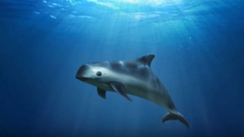 Vaquita