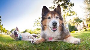 Can You Name These Dog Breeds? cover