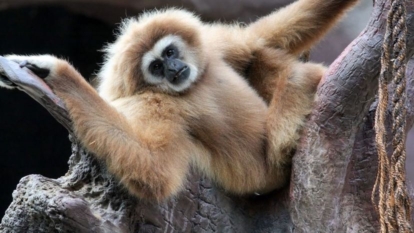 lar gibbon