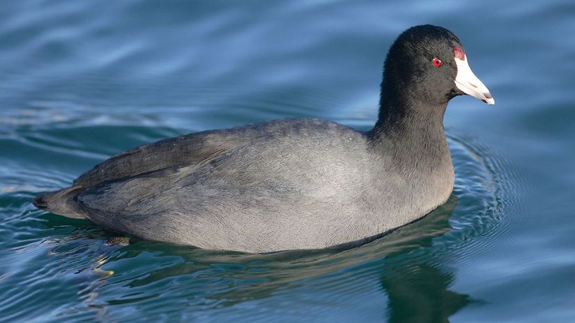 American Coot