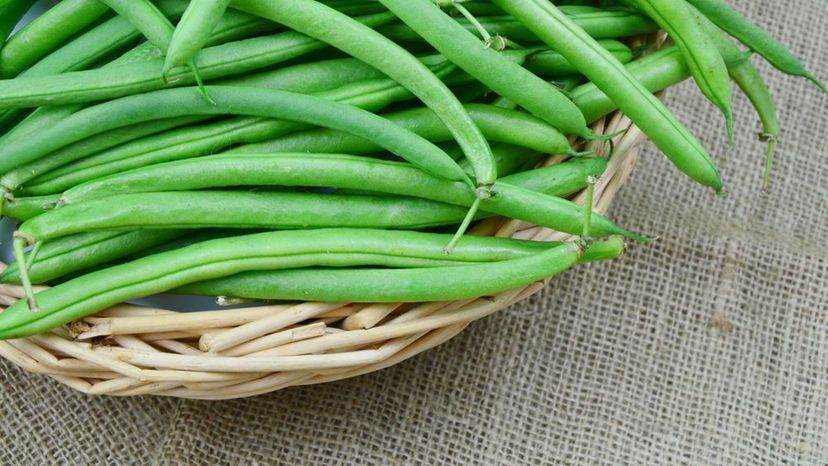 Bush beans